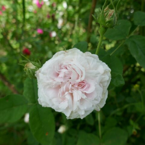 Blanchefleur