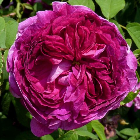 Charles de Mills