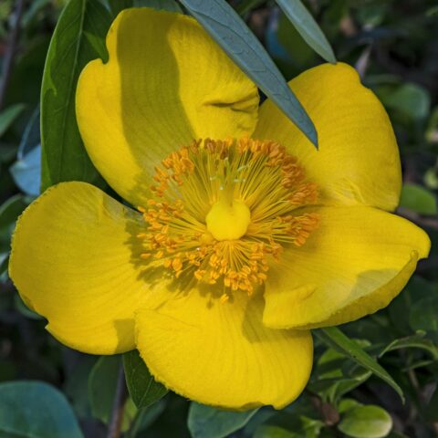 Hypericum calycinum