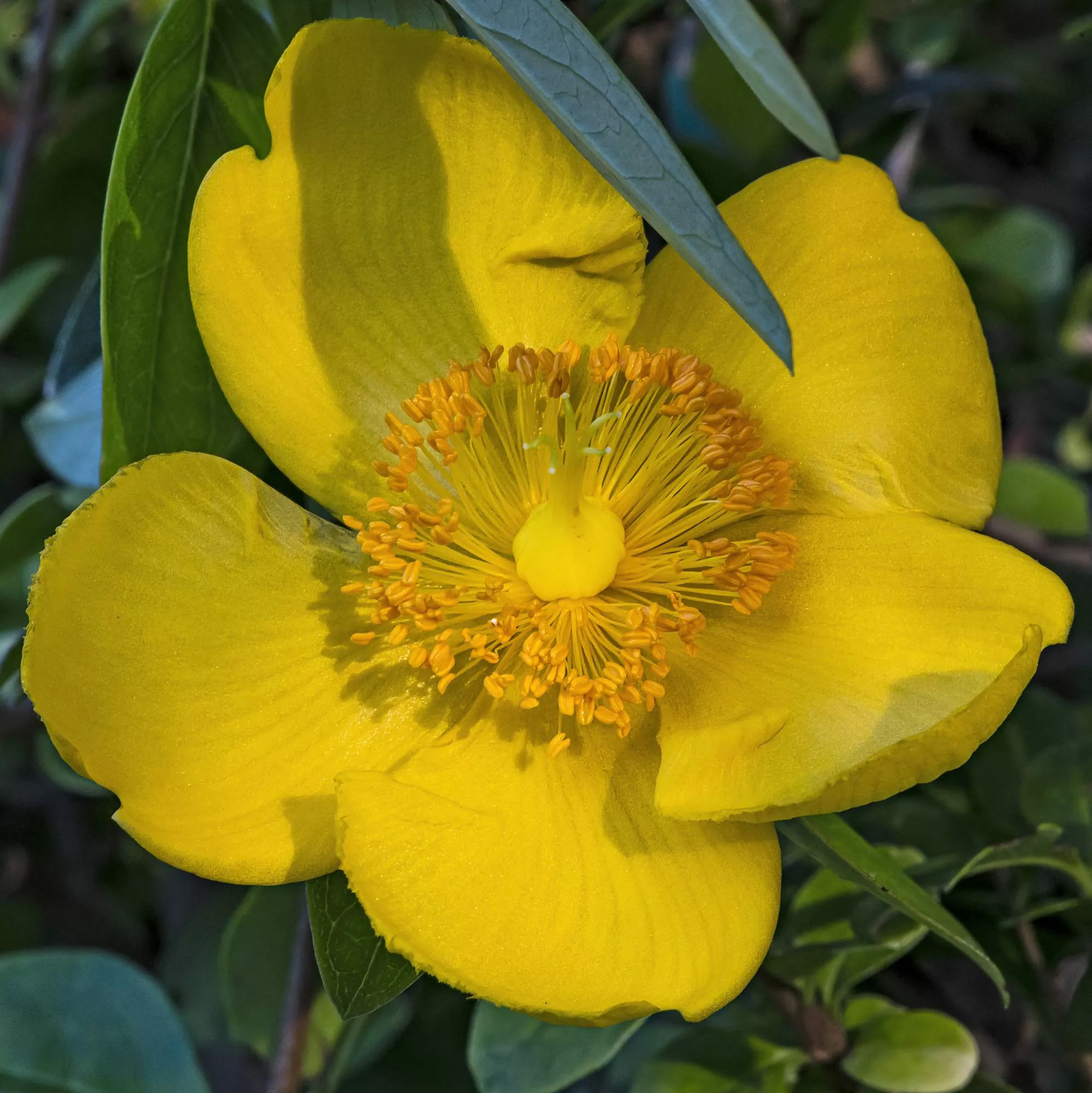 Hypericum calycinum