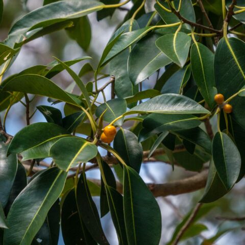 Ficus australe