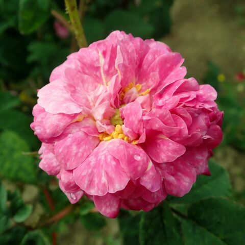 Cramoisi Picot
