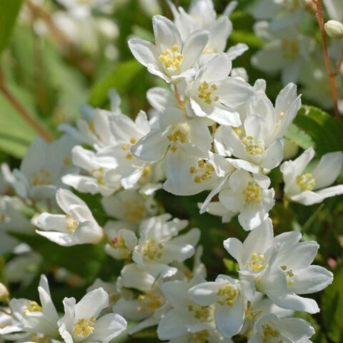 Deutzia crenata var. nakaiana "Nikko"