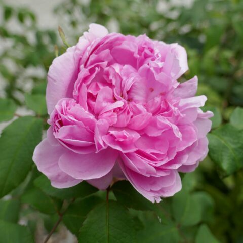 Jacques Cartier