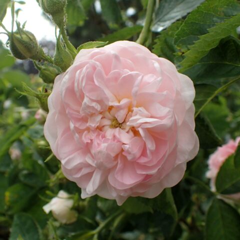 Maiden's Blush