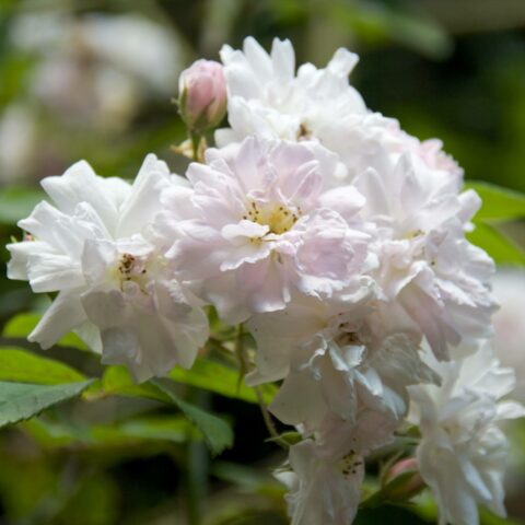 Paul'sHimalayan Musk