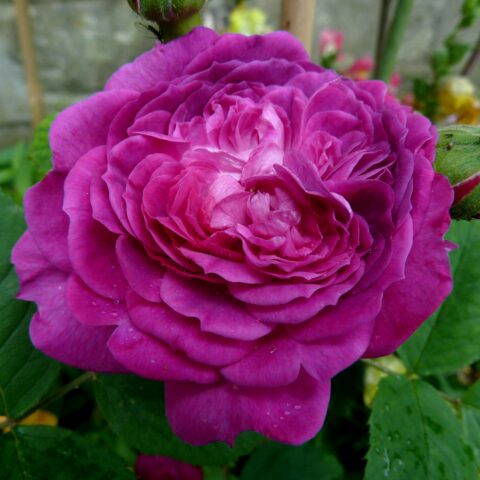 Reine des Violettes