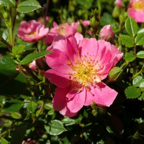 Pink Pin's