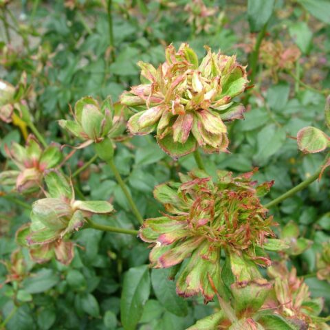 Viridiflora
