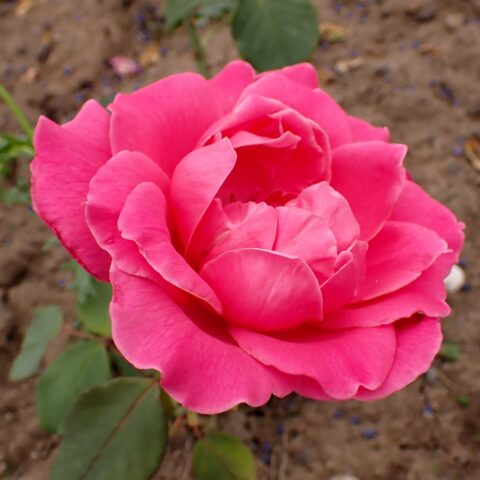 Capistrano