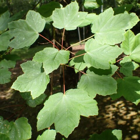 Acer opalus