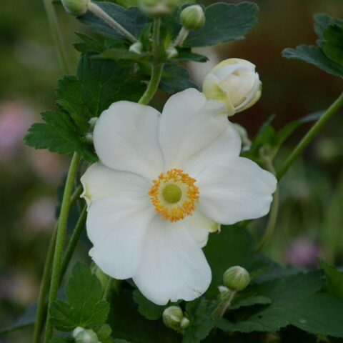 Anemone x hybrida "Honorine Jobert"