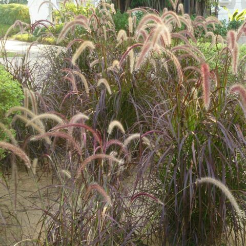 Pennisetum advena "Rubrum"