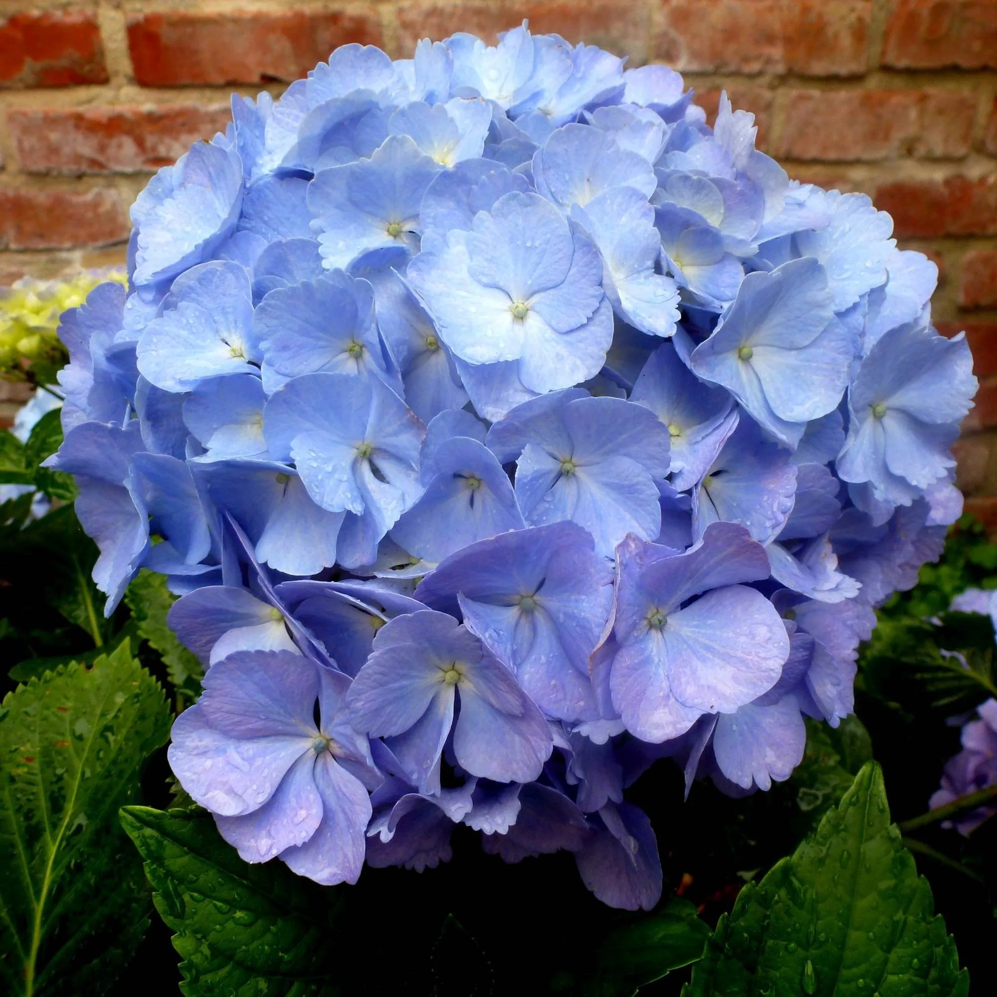 Hydrangea macrophylla "Bela"