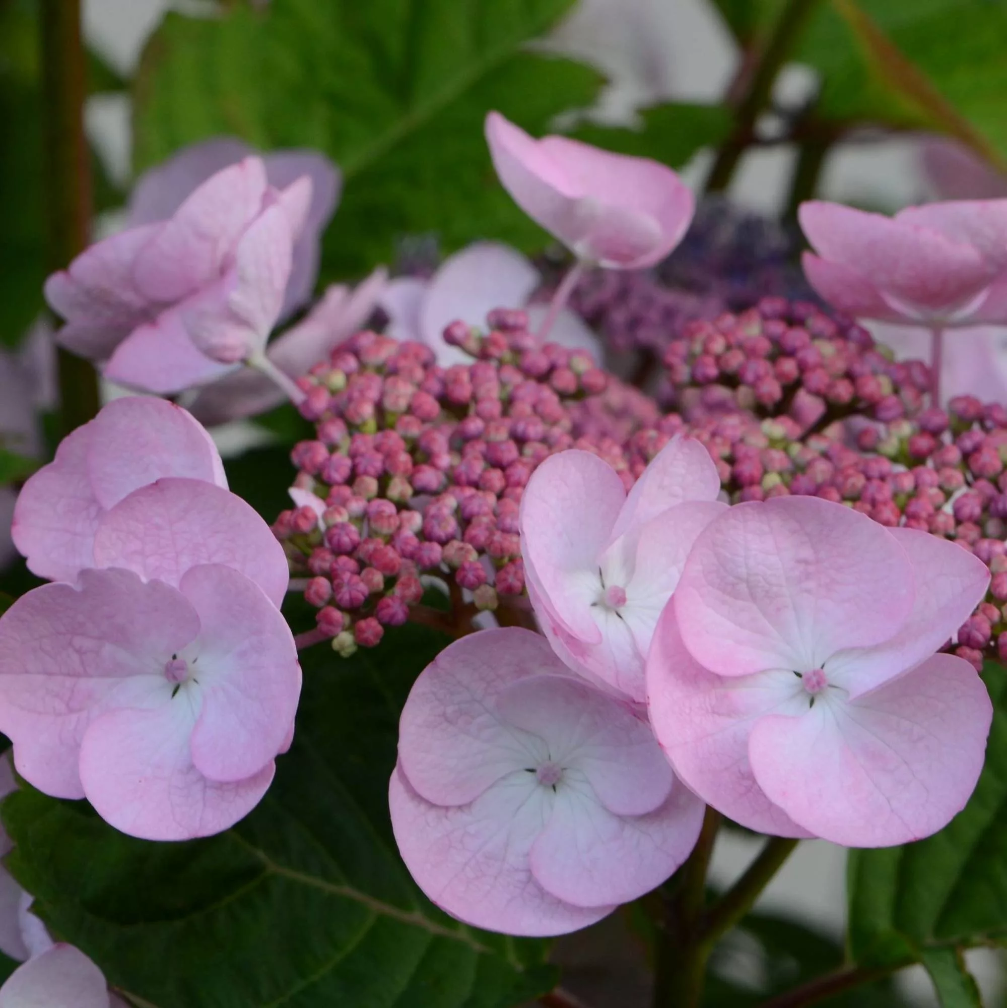 Hydrangea macrophylla "Dolce Gipsy"