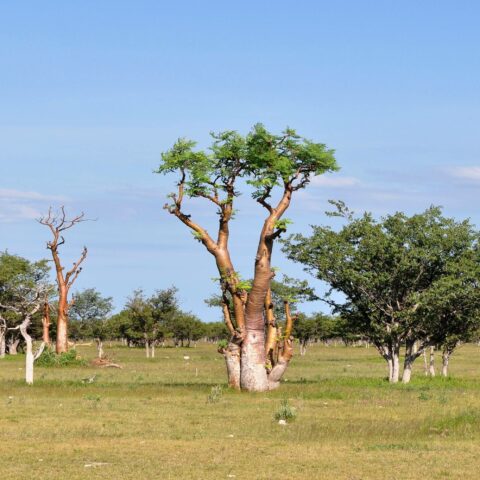 Moringa oleifera