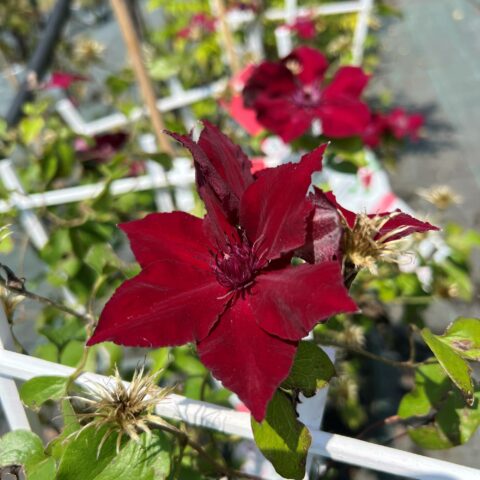 Clematis boulevard "Nubia"
