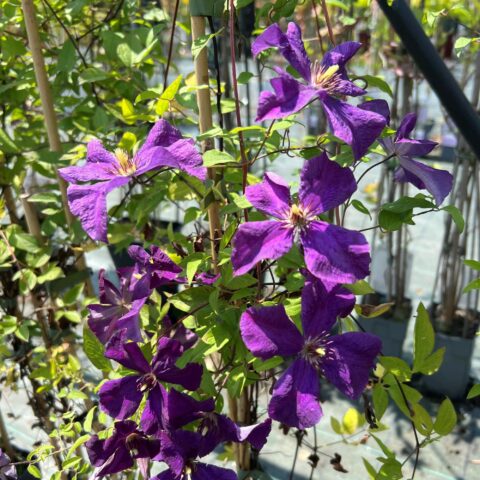 Clematis viticella "Polish Spirit"