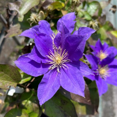 Clematis boulevard "Olympia"