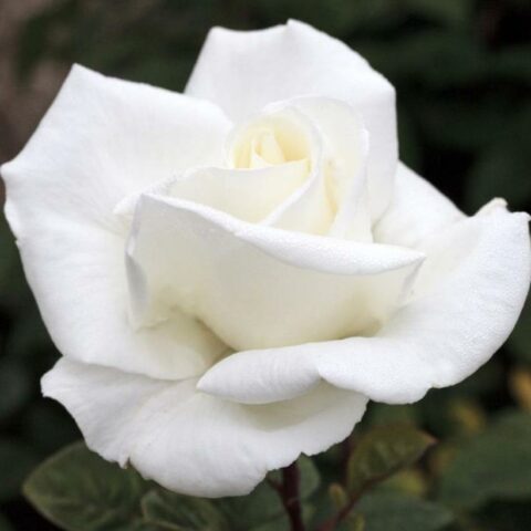 Gardenia