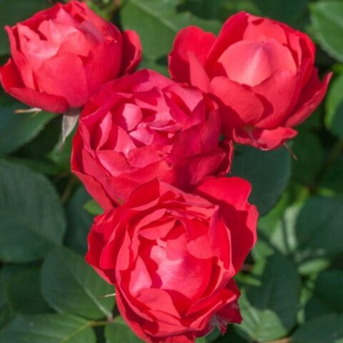 Cherry Bonica