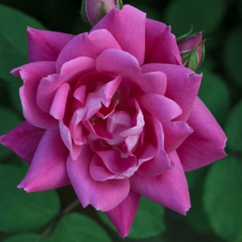 Pink Double Knock Out