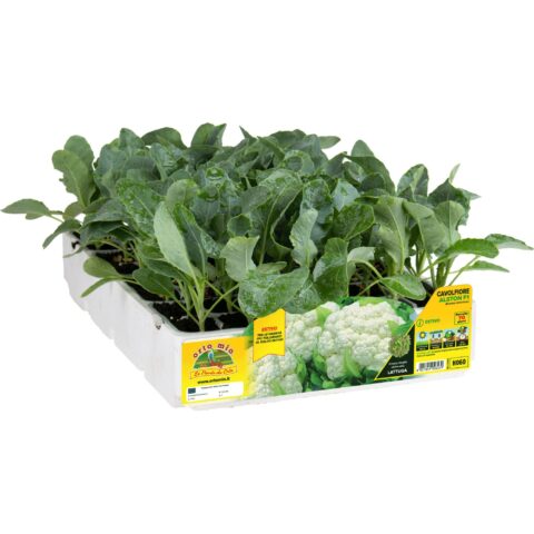 Cavolfiore estivo "Alston F1"