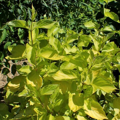 Cornus alba "Gouchaultii"