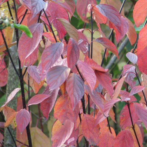 Cornus alba "Kesselringii"