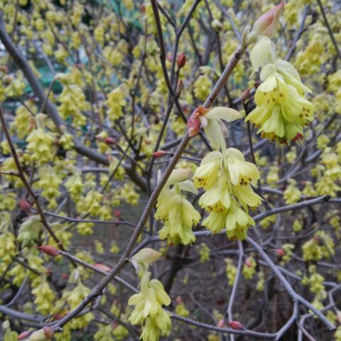 Cornus officinalis