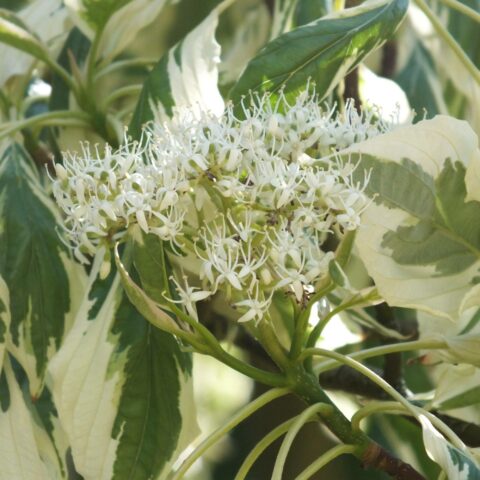 Cornus controversa "Variegata"