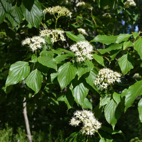 Cornus alternifolia