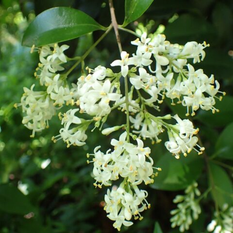 Ligustrum japonicum