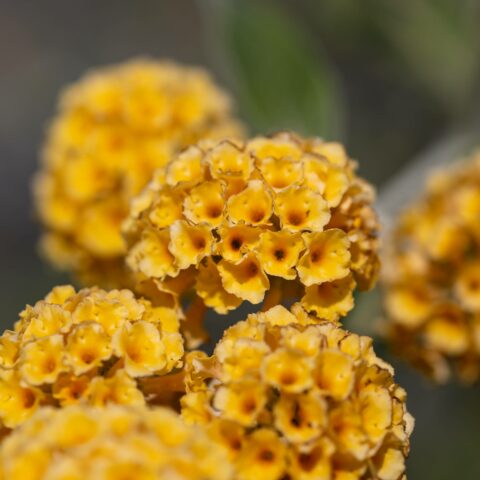 Buddleja x weyeriana "Sungold"