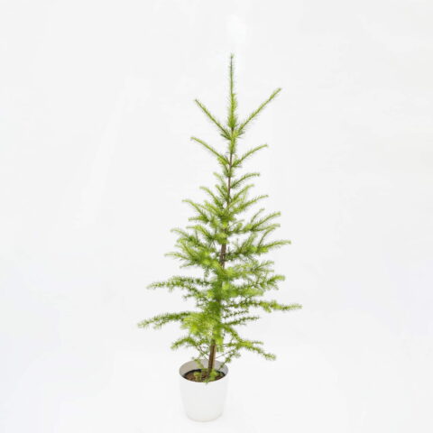 Larix kaempferi