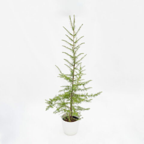 Larix decidua