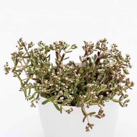 Crassula schmidtii "Alba"