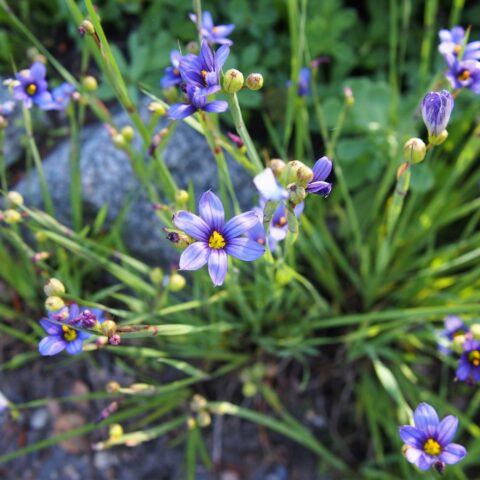 Sisyrinchium angustifolium
