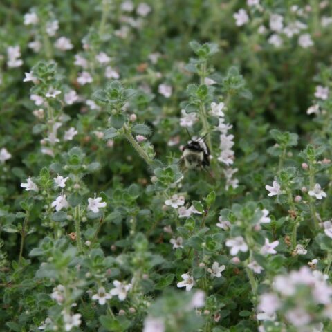 Thymus praecox "Pink Chintz"