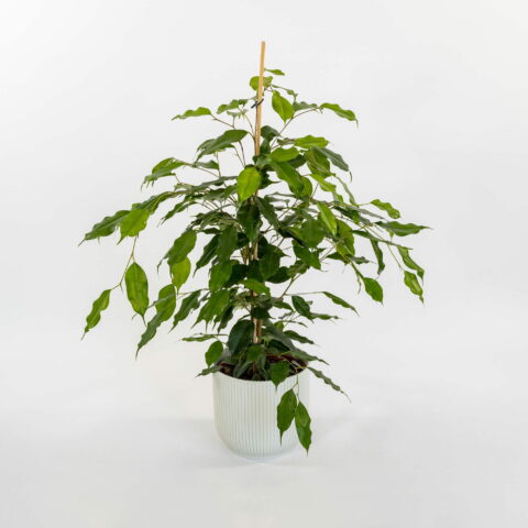 Ficus benjamina "Exotica"