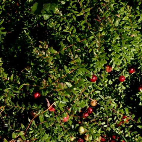 Mirtillo rosso Americano o Cranberry