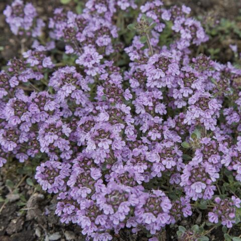 Thymus pseudolanuginosus