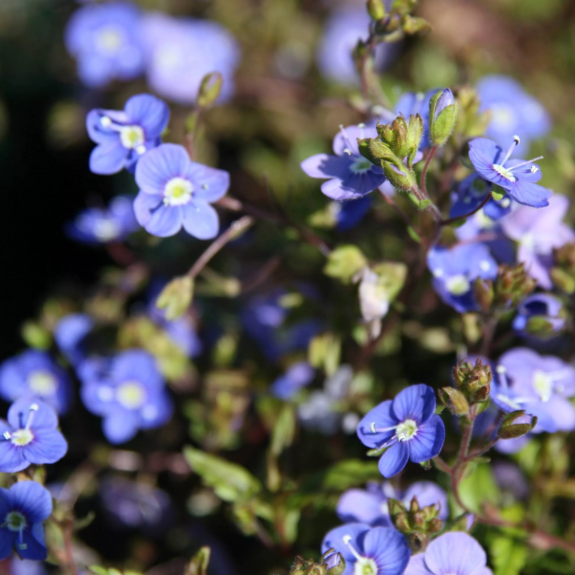 Veronica peduncularis "Georgia Blue"