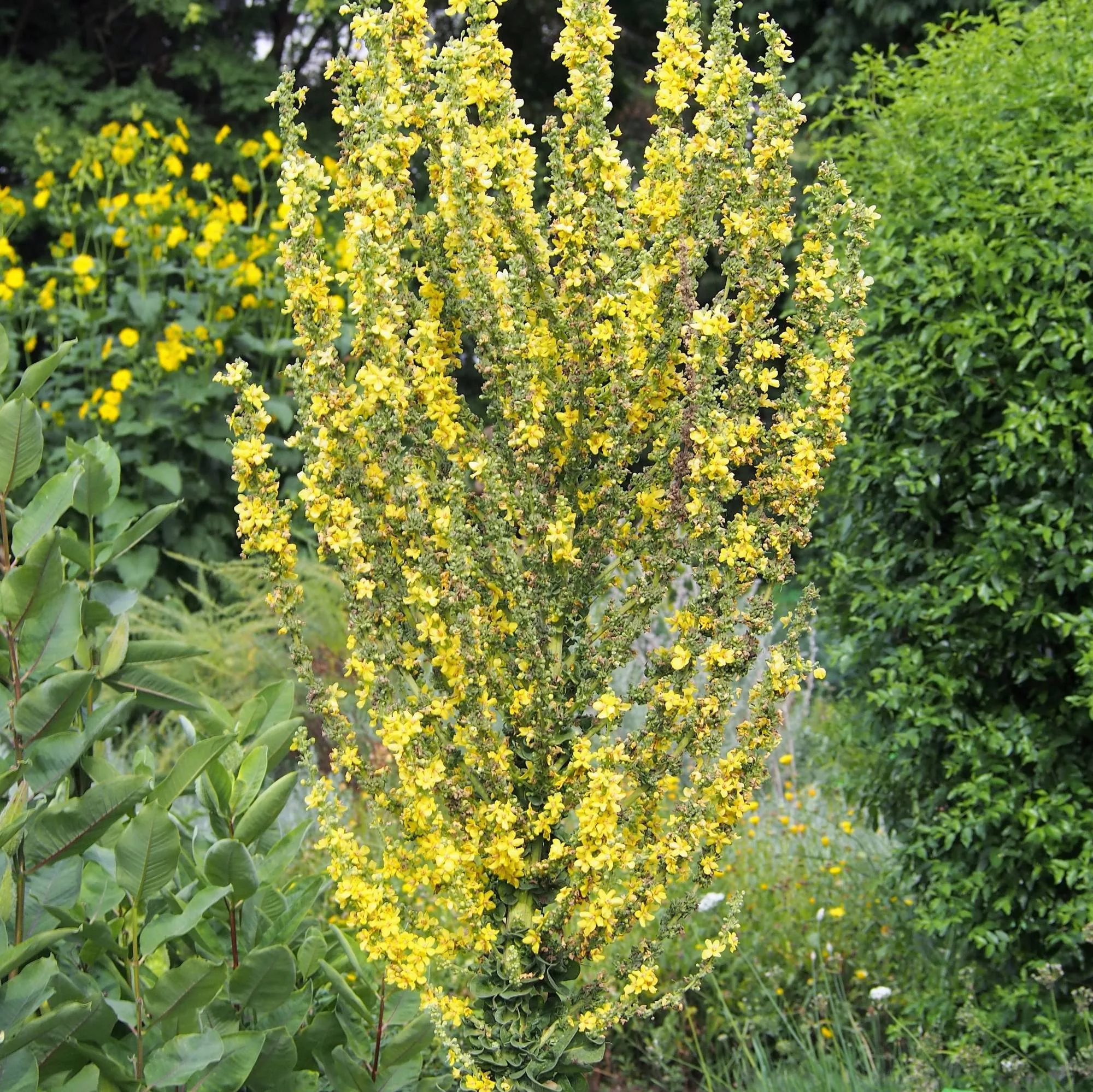 Verbascum olympicum