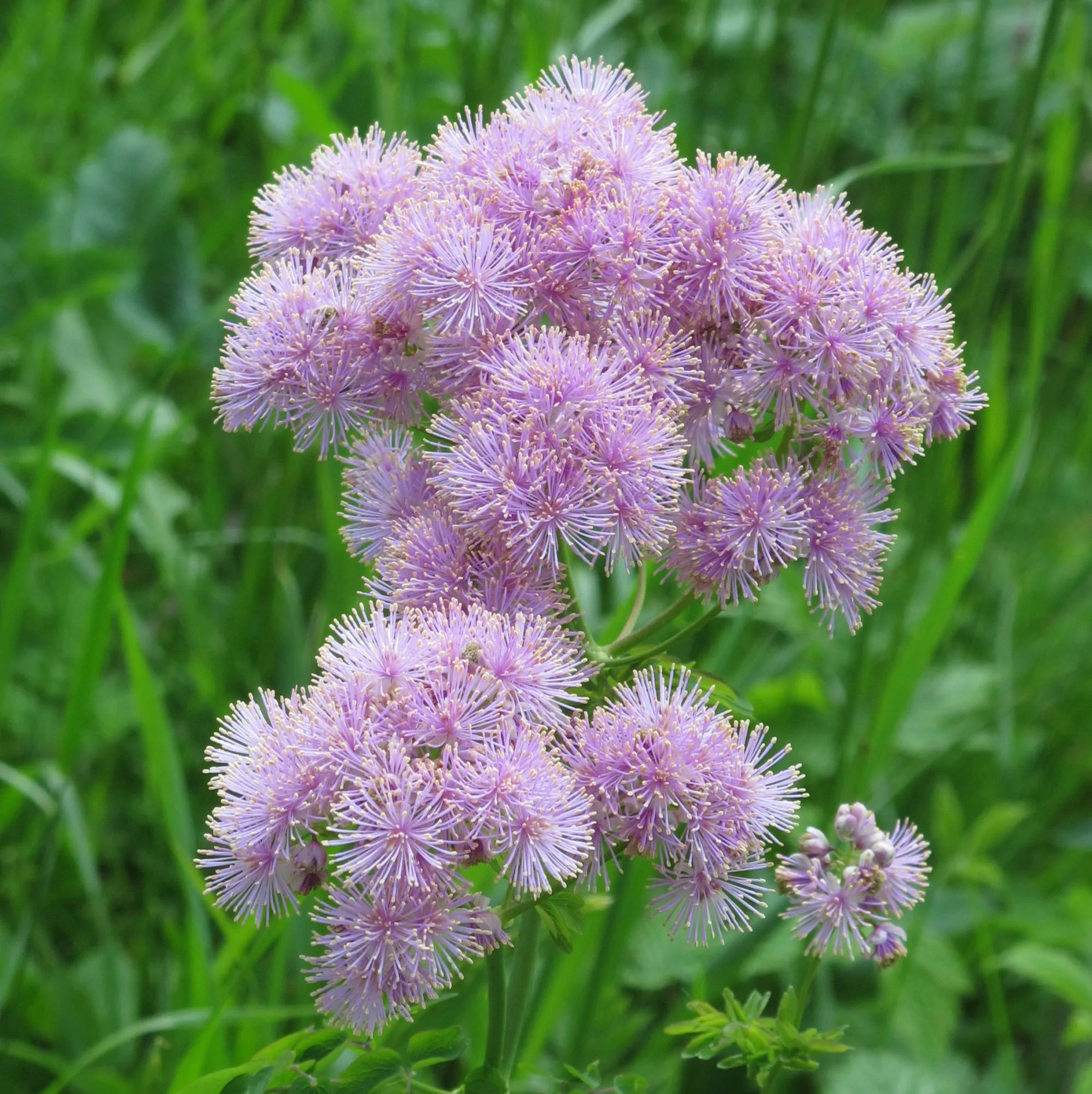 Thalictrum aquilegiifolium