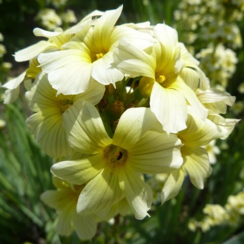 Sisyrinchium striatum