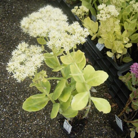 Sedum spectabile "Stardust"