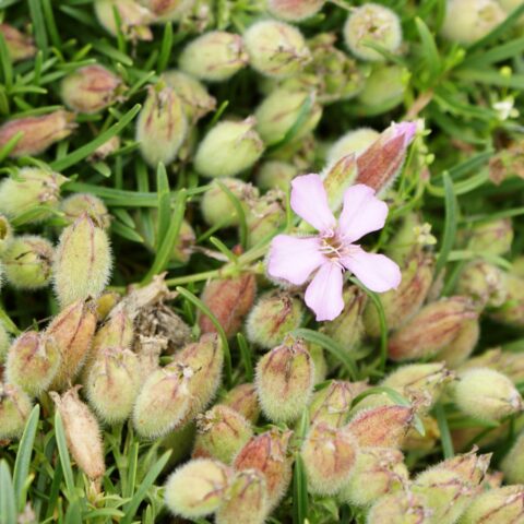 Saponaria x olivana