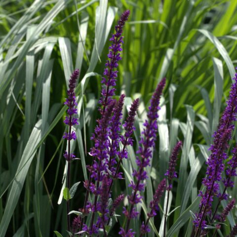 Salvia nemorosa "Caradonna"
