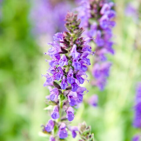 Salvia nemorosa "Marcus"
